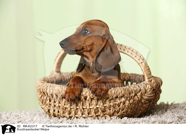 Kurzhaardackel Welpe / shorthaired Dachshund Puppy / RR-62317