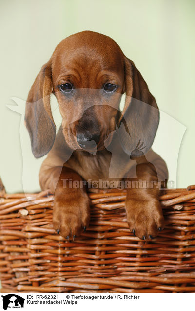 Kurzhaardackel Welpe / shorthaired Dachshund Puppy / RR-62321
