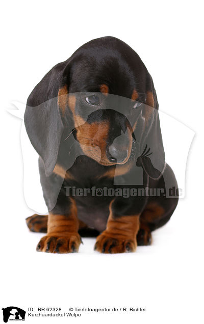 Kurzhaardackel Welpe / shorthaired Dachshund Puppy / RR-62328