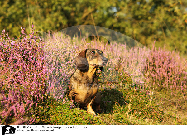 sitzender Kurzhaardackel / sitting shorthaired Dachshund / KL-14663