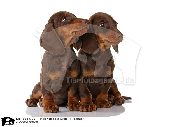 2 Dackel Welpen / 2 Dachshund Puppies / RR-63792