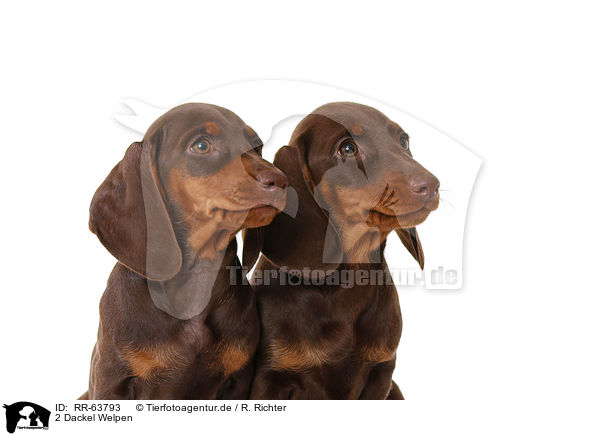 2 Dackel Welpen / 2 Dachshund Puppies / RR-63793