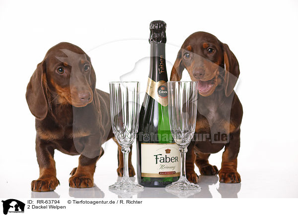 2 Dackel Welpen / 2 Dachshund Puppies / RR-63794