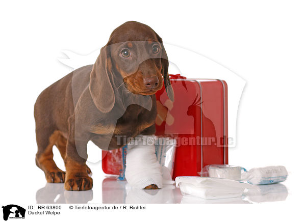 Dackel Welpe / Dachshund Puppy / RR-63800