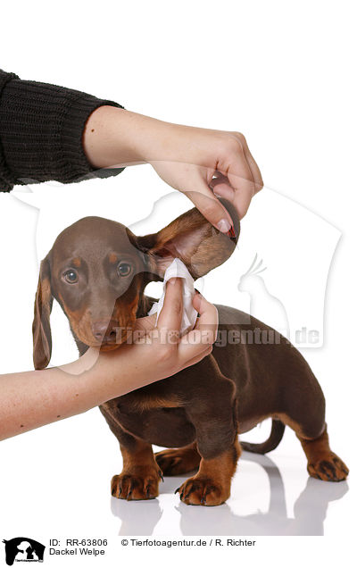 Dackel Welpe / Dachshund Puppy / RR-63806