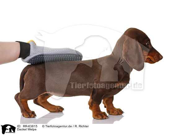 Dackel Welpe / Dachshund Puppy / RR-63815