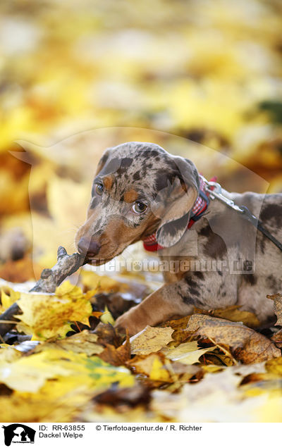 Dackel Welpe / Dachshund Puppy / RR-63855
