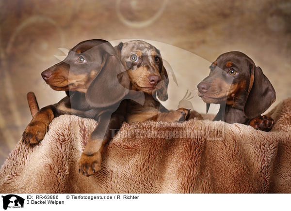 3 Dackel Welpen / 3 Dachshund Puppies / RR-63886