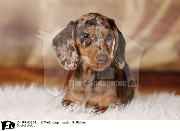 Dackel Welpe / Dachshund Puppy / RR-63904
