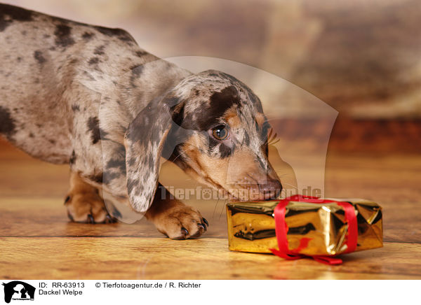 Dackel Welpe / Dachshund Puppy / RR-63913