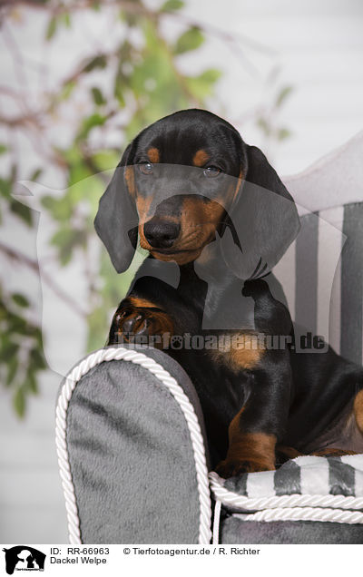 Dackel Welpe / Dachshund Puppy / RR-66963