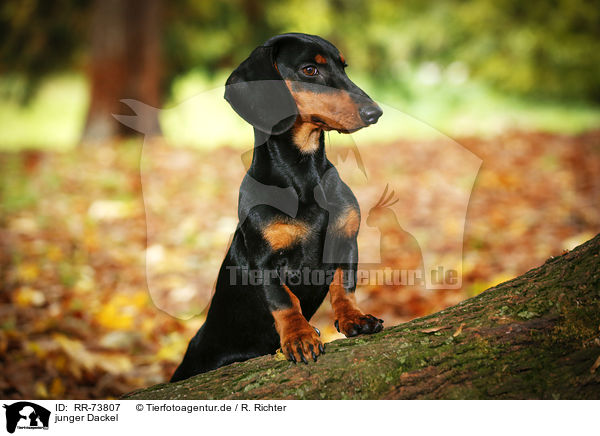junger Dackel / young Dachshund / RR-73807