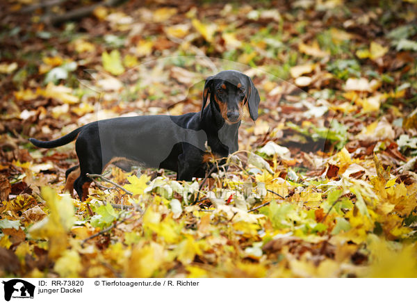 junger Dackel / young Dachshund / RR-73820