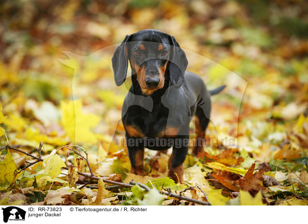 junger Dackel / young Dachshund / RR-73823