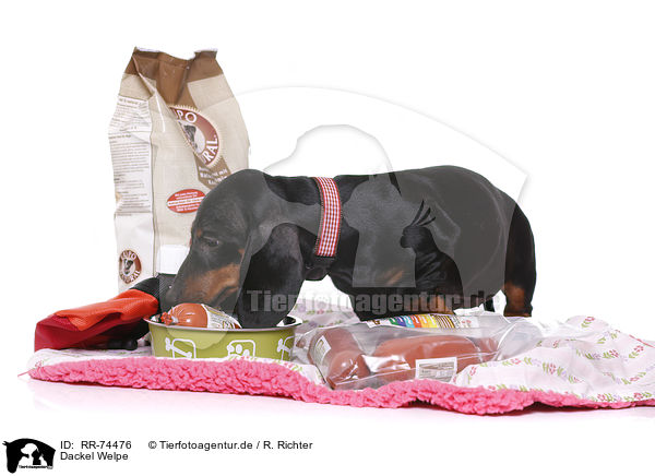 Dackel Welpe / Dachshund Puppy / RR-74476