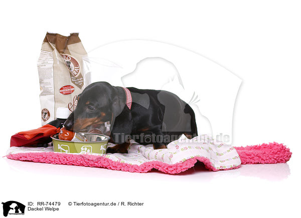 Dackel Welpe / Dachshund Puppy / RR-74479