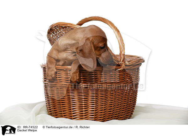 Dackel Welpe / Dachshund Puppy / RR-74522