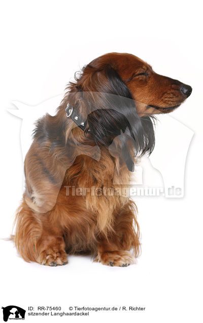 sitzender Langhaardackel / sitting longhaired Dachshund / RR-75460