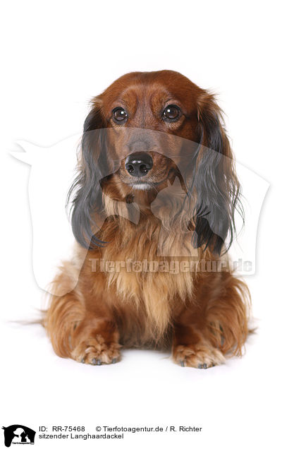 sitzender Langhaardackel / sitting longhaired Dachshund / RR-75468