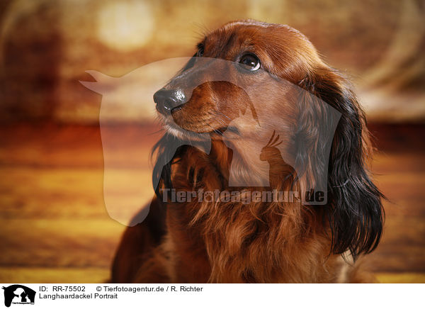 Langhaardackel Portrait / longhaired Dachshund Portrait / RR-75502