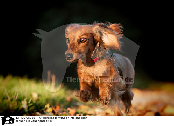 rennender Langhaardackel / running longhaired Dachshund / BS-06038