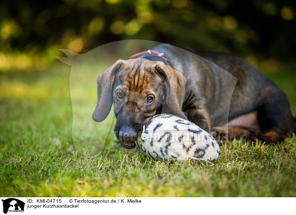 junger Kurzhaardackel / young shorthaired Dachshund / KMI-04715