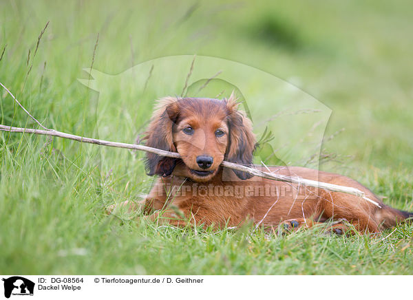 Dackel Welpe / Dachshund Puppy / DG-08564