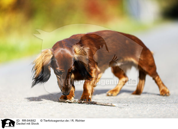 Dackel mit Stock / Dachshund with stick / RR-94882