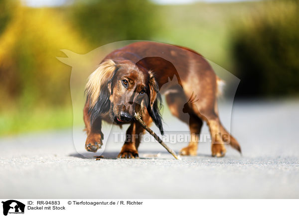 Dackel mit Stock / Dachshund with stick / RR-94883