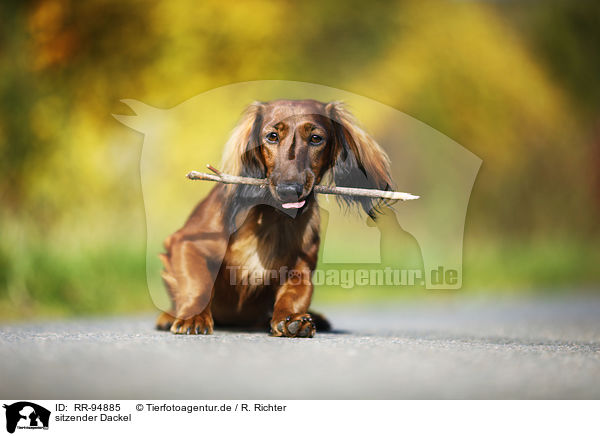 sitzender Dackel / sitting Dachshund / RR-94885