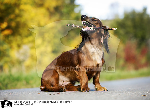 sitzender Dackel / sitting Dachshund / RR-94891