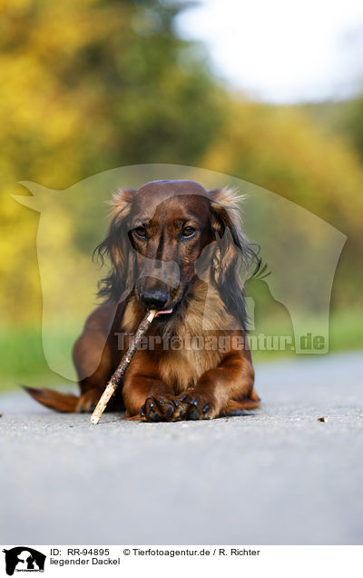 liegender Dackel / lying Dachshund / RR-94895