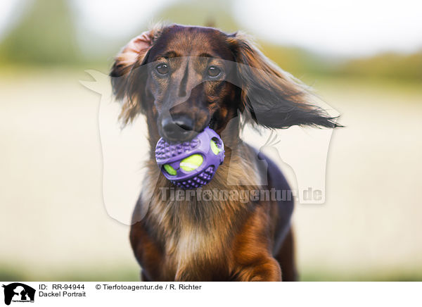 Dackel Portrait / Dachshund Portrait / RR-94944