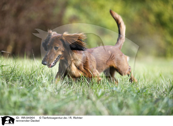 rennender Dackel / running Dachshund / RR-94964