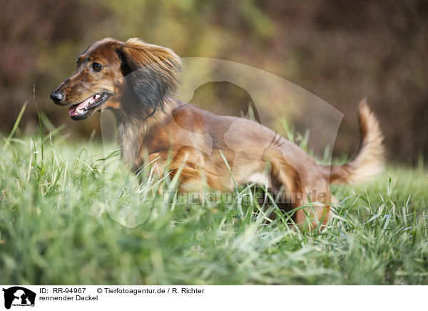 rennender Dackel / running Dachshund / RR-94967
