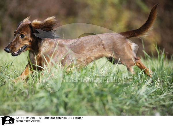 rennender Dackel / running Dachshund / RR-94968