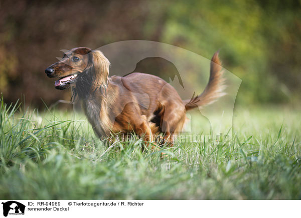 rennender Dackel / running Dachshund / RR-94969