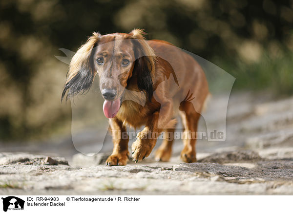 laufender Dackel / walking Dachshund / RR-94983