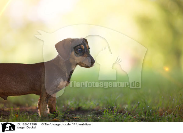 junger Dackel / young Dachshund / BS-07398