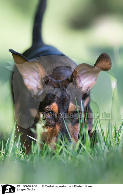 junger Dackel / young Dachshund / BS-07408
