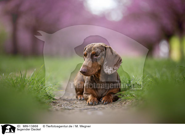 liegender Dackel / lying Dachshund / MW-13868