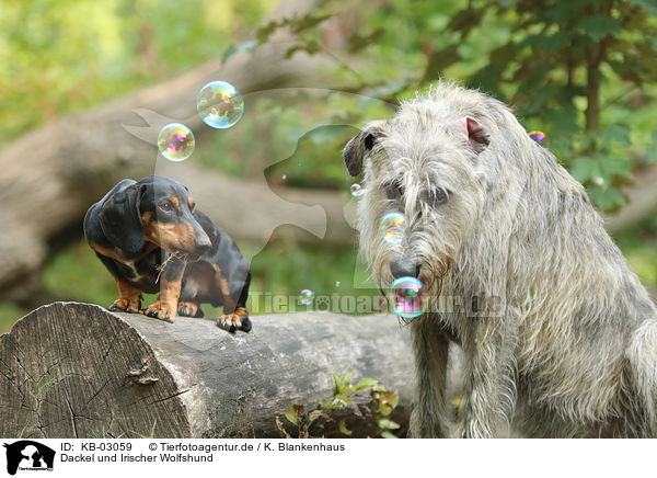 Dackel und Irischer Wolfshund / Dachshund and sighthound / KB-03059