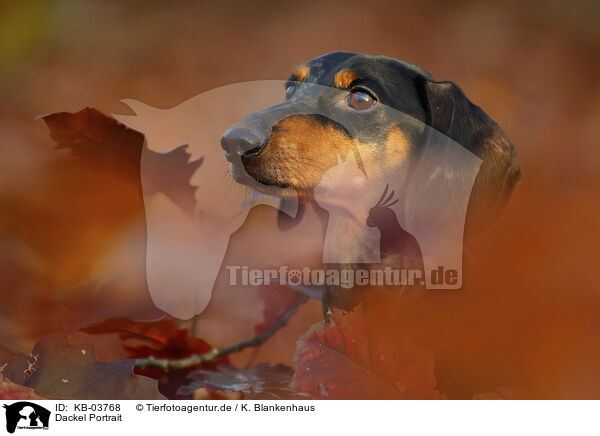 Dackel Portrait / KB-03768