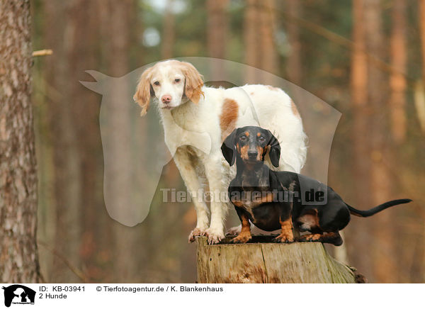 2 Hunde / 2 dogs / KB-03941