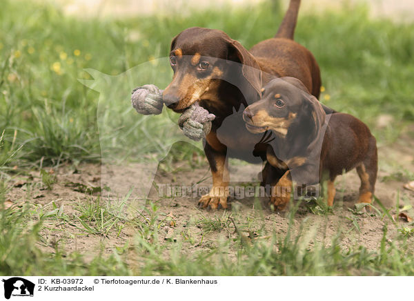 2 Kurzhaardackel / 2 shorthaired Dachshunds / KB-03972