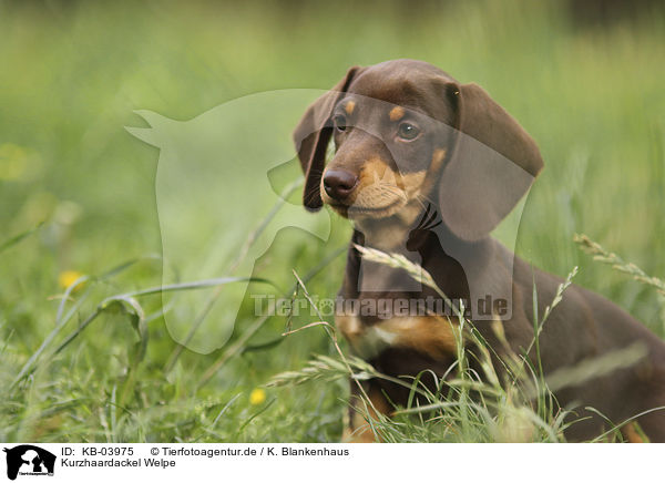 Kurzhaardackel Welpe / shorthaired Dachshund Puppy / KB-03975