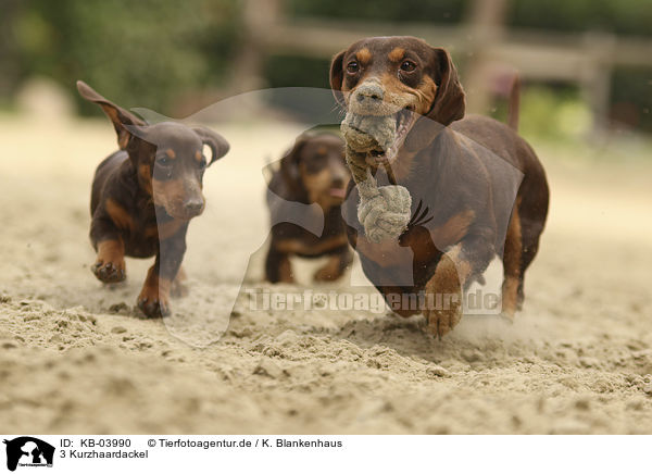 3 Kurzhaardackel / 3 shorthaired Dachshunds / KB-03990
