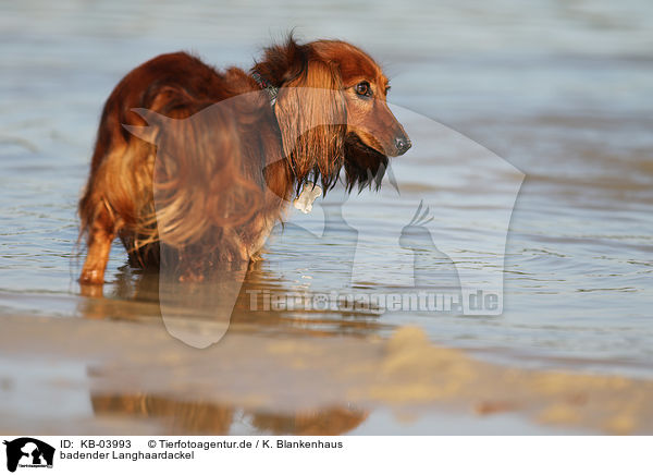 badender Langhaardackel / bathing longhaired Dachshund / KB-03993