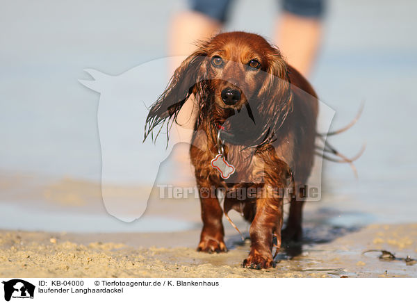 laufender Langhaardackel / walking longhaired Dachshund / KB-04000