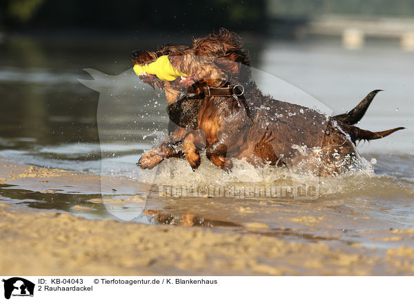 2 Rauhaardackel / 2 wirehaired Dachshunds / KB-04043